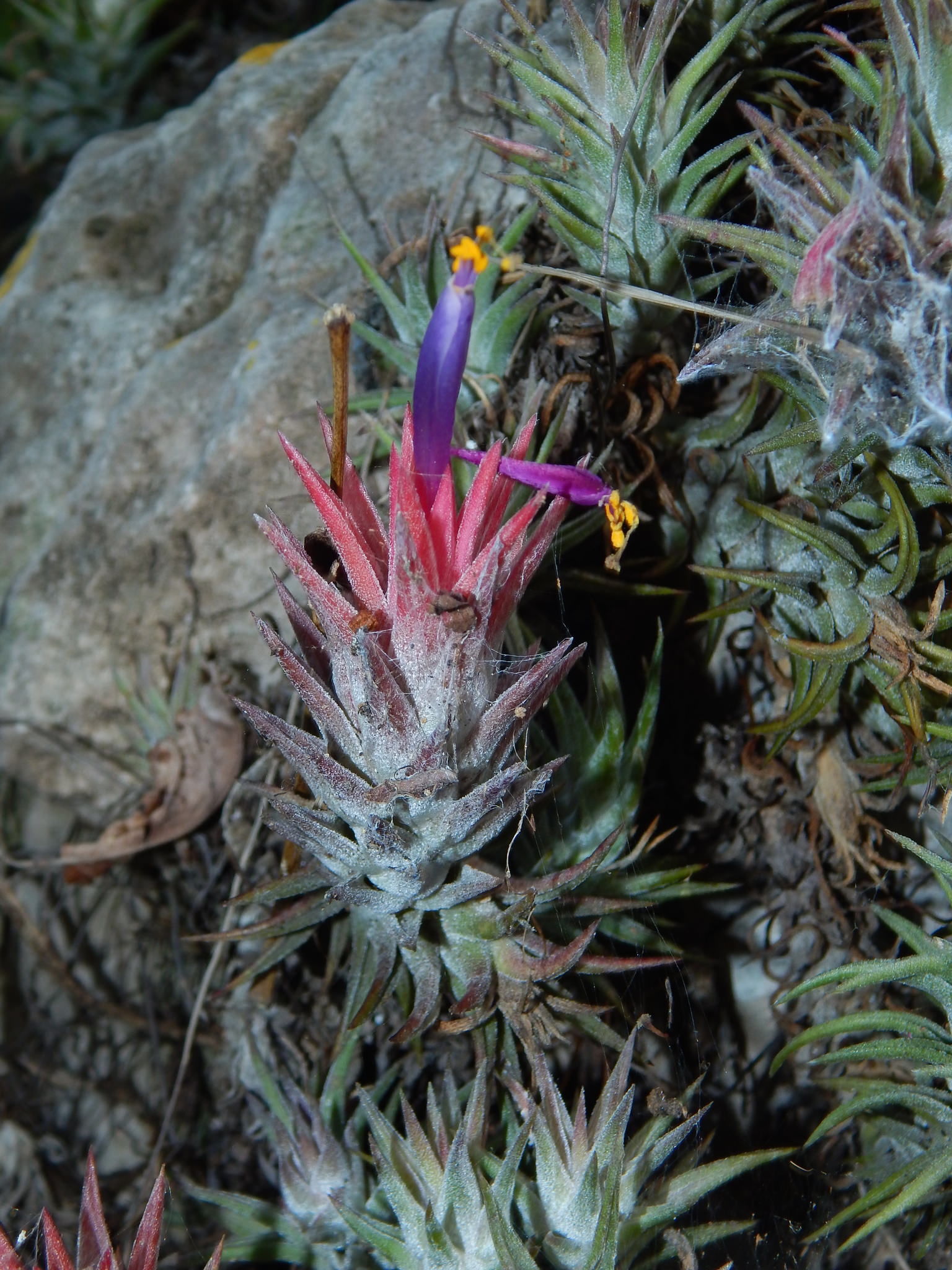 Tillandsia ionatha var. vanhyningii